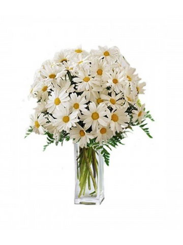 White Daisies