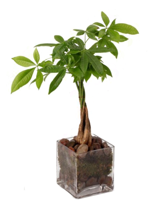 money tree as a gift The Money Tree