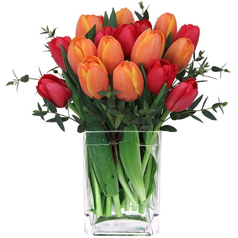 Bright red and orange tulips